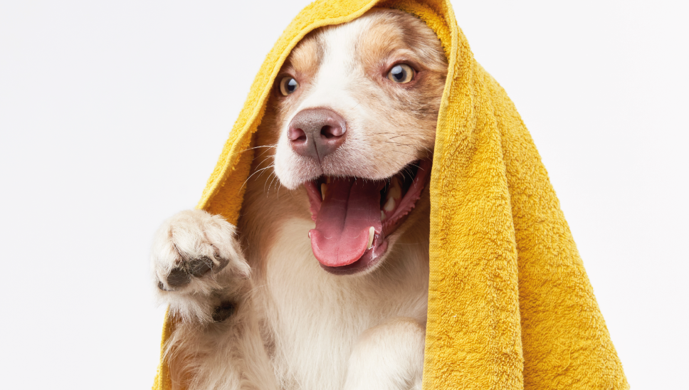Pet Care – Chien sortant du bain après un shampoing pour poils longs, avec une serviette jaune sur la tête.