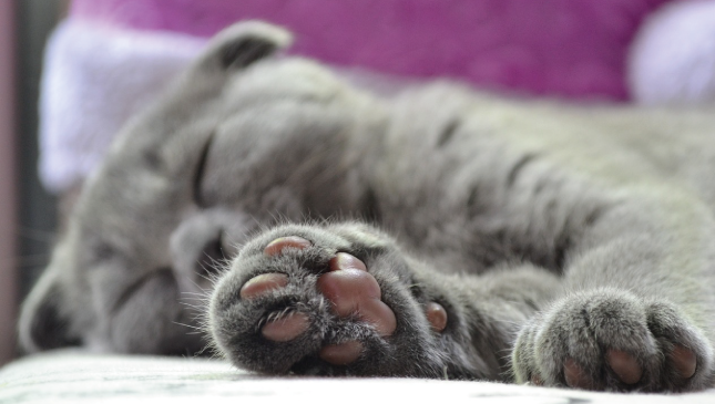 Chat avec des coussinets doux et soyeux après utilisation du stick baume pour coussinets.