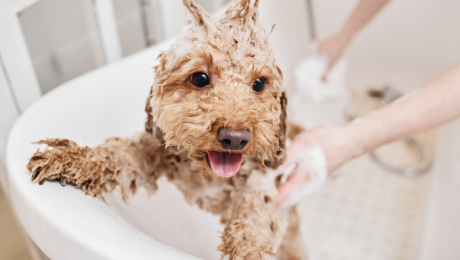 Chien en pleine utilisation d’un shampoing quotidien pour tous pelages, qui mousse.
